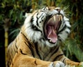 Roaring tiger