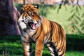 Roaring tiger Royalty Free Stock Photo