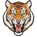 Roaring tiger head colored vector animal illustration