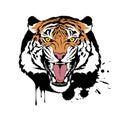 Roaring tiger head. Colorful vector illustration on white background. Print for t-shirt design Royalty Free Stock Photo