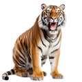 Roaring Tiger isolated in white background Royalty Free Stock Photo