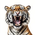 Roaring tiger isolated on white background, created with generative AI Royalty Free Stock Photo