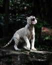 A roaring white tiger