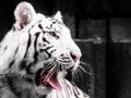 Roaring white tiger portrait. Black and white image Royalty Free Stock Photo