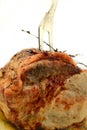 Roast Pork Joint Royalty Free Stock Photo