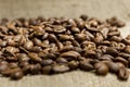 Roasted arabica coffee beans sprinkled on burlap