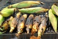 Roasted barbecue corn - grilled corn Royalty Free Stock Photo