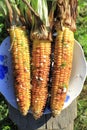 Roasted barbecue corn