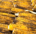 Roasted barbecue corn Royalty Free Stock Photo