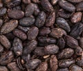 Roasted Cacao Beans Royalty Free Stock Photo