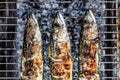 Roasted carcass fish mackerel cooked on the grill, top view, close-up