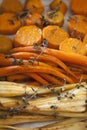 Roasted Carrots & Parsnip Served With Roesmary Royalty Free Stock Photo