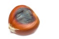 Roasted chestnut isolated on white