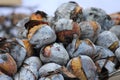 Closeup photo with roasted chestnuts, a winter festive snack eaten on the street of Lisbon, Portugal