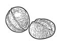 roasted chestnuts sketch vector illustration