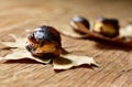 Roasted chestnuts, typical snack in All Saints Day in Catalonia, Royalty Free Stock Photo