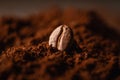 Roasted coffee bean on the mound of ground coffee. Macro shot. Coffee theme. Selective focus.