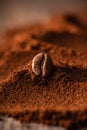 Roasted coffee bean on the mound of ground coffee. Macro shot. Coffee theme. Selective focus.