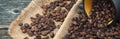 Roasted coffee beans on jute. Coffee bean mug. Panorama. Royalty Free Stock Photo