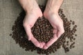 Roasted coffee beans in the palms on a burlap background Royalty Free Stock Photo