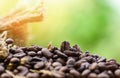 Roasted coffee beans in sack Closeup macro of coffee beans on wooden and green nature sunlight background Royalty Free Stock Photo