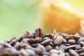 Roasted coffee beans in sack Closeup macro of coffee beans on wooden and green nature sunlight background Royalty Free Stock Photo