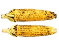 Roasted corncob isolated