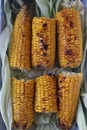 Roasted corns with cobs , delicious cooked corns