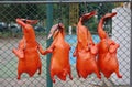 Roasted duck dried hanging for sale