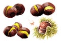 Roasted edible Chestnuts set. Hand drawn watercolor illustration isolated on white background Royalty Free Stock Photo