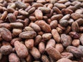 Roasted flavored cocoa beans fino de aroma