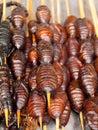 Roasted fried insects and scorpions and bugs
