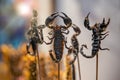 Roasted and fried scorpions on skewers Royalty Free Stock Photo