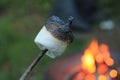 Roasted Marshmallow on a Stick Royalty Free Stock Photo