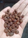Roasted medium robusta coffee