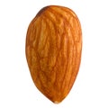 Almonds isolated white background, close-up, close-up, one seed. Royalty Free Stock Photo