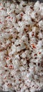 Roasted salty Fluffy healthy Millet pop corn Royalty Free Stock Photo