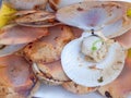 Roasted scallops Royalty Free Stock Photo