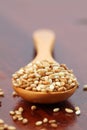 Roasted sesame seeds Royalty Free Stock Photo