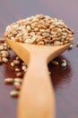 Roasted sesame seeds Royalty Free Stock Photo