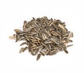 Roasted Sunflower Seeds Unsalted, In Shell Royalty Free Stock Photo