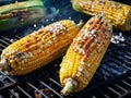 Roasted sweet corns on the grill