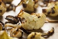 Roasted White Organic Cauliflower Royalty Free Stock Photo