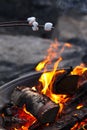 Roasting Marshmellows Over a Fire Royalty Free Stock Photo