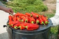 Roasting red paprika for winter provisions Royalty Free Stock Photo