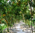 The roat at citrus garden in An Giang, Vietnam Royalty Free Stock Photo