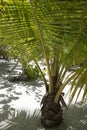 Roatan Island Little Palm Tree Royalty Free Stock Photo