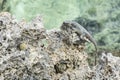 Roatan Lizard on Coral Shore