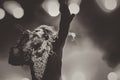 Rob Zombie live in concert 2017