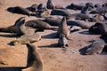 Cap Cross, seals breeding colony Royalty Free Stock Photo